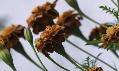 Goodness Marketing Digital News NL